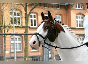 Pinto Horse, Stallone, 28 Anni, 163 cm, Pezzato