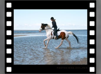 Pinto Horse, Stallone, 28 Anni, 163 cm, Pezzato