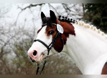 Pinto Horse, Stallone, 28 Anni, 163 cm, Pezzato