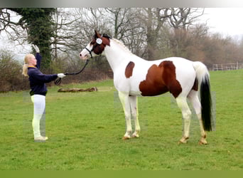 Pinto Horse, Stallone, 28 Anni, 163 cm, Pezzato