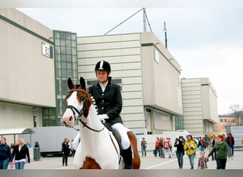 Pinto Horse, Stallone, 28 Anni, 163 cm, Pezzato
