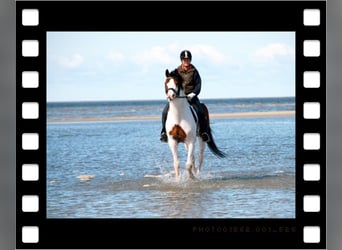 Pinto Horse, Stallone, 28 Anni, 163 cm, Pezzato