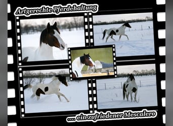 Pinto Horse, Stallone, 28 Anni, 163 cm, Pezzato