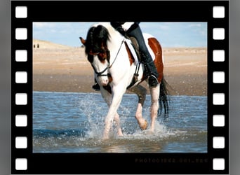 Pinto Horse, Stallone, 28 Anni, 163 cm, Pezzato