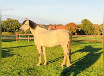 Mezzosangue Arabo, Castrone, 11 Anni, 155 cm, Grigio