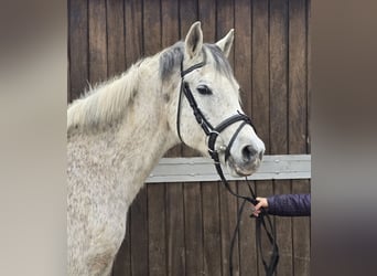 Mezzosangue Arabo Mix, Castrone, 13 Anni, 152 cm, Grigio