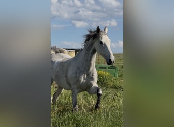 Mezzosangue Arabo, Castrone, 13 Anni, 163 cm, Grigio pezzato