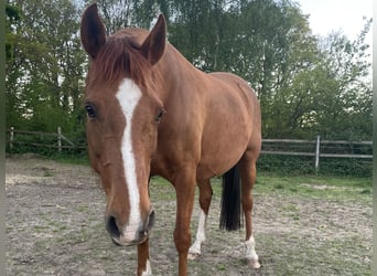 Mezzosangue Arabo Mix, Castrone, 13 Anni, 163 cm, Sauro