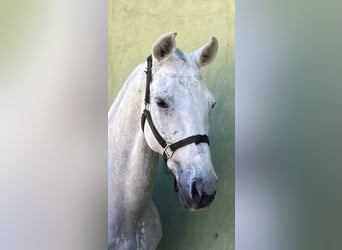 Mezzosangue Arabo Mix, Castrone, 14 Anni, Grigio