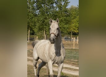 Mezzosangue Arabo, Castrone, 15 Anni, 158 cm, Grigio trotinato