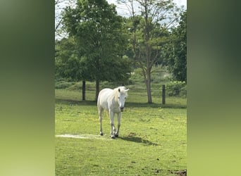 Mezzosangue Arabo, Castrone, 15 Anni, 165 cm, Bianco