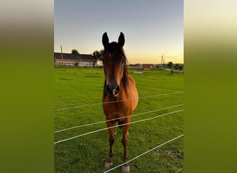 Mezzosangue Arabo, Castrone, 16 Anni, 155 cm, Baio nero