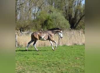 Mezzosangue Arabo, Castrone, 1 Anno, 155 cm, Falbo