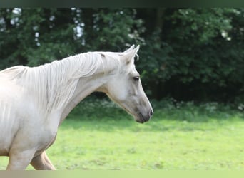 Mezzosangue Arabo, Castrone, 2 Anni, 152 cm, Palomino