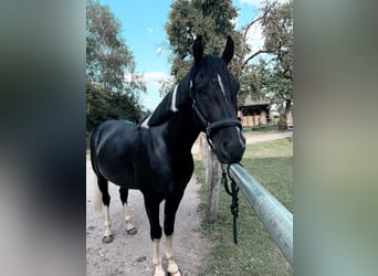 Mezzosangue Arabo, Castrone, 4 Anni, 154 cm, Morello