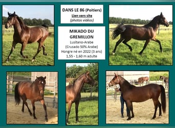 Mezzosangue Arabo, Castrone, 4 Anni, 157 cm, Baio