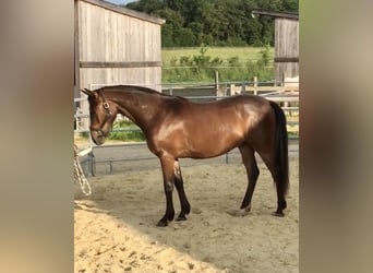 Mezzosangue Arabo, Castrone, 4 Anni, 157 cm, Baio