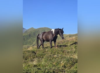 Mezzosangue Arabo, Castrone, 4 Anni, 160 cm, Pezzato