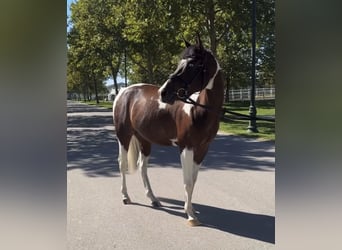 Mezzosangue Arabo, Castrone, 5 Anni, 160 cm, Baio