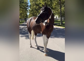Mezzosangue Arabo, Castrone, 5 Anni, 160 cm, Baio ciliegia