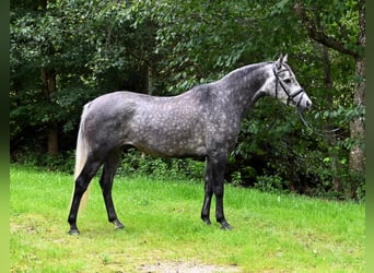 Mezzosangue Arabo, Castrone, 7 Anni, 148 cm, Grigio