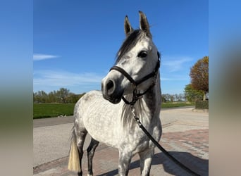 Mezzosangue Arabo, Castrone, 7 Anni, 155 cm, Grigio