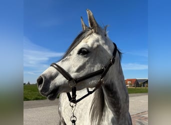 Mezzosangue Arabo, Castrone, 7 Anni, 155 cm, Grigio