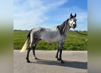 Mezzosangue Arabo, Castrone, 7 Anni, 155 cm, Grigio