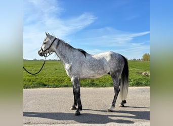 Mezzosangue Arabo, Castrone, 7 Anni, 155 cm, Grigio