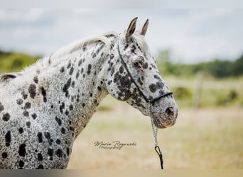 Mezzosangue Arabo, Giumenta, 13 Anni, 150 cm, Leopard