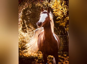 Mezzosangue Arabo, Giumenta, 14 Anni, 148 cm, Tobiano-tutti i colori