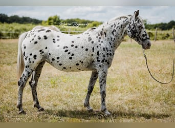 Mezzosangue Arabo, Giumenta, 14 Anni, 150 cm, Leopard