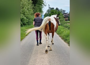 Mezzosangue Arabo, Giumenta, 14 Anni, Tobiano-tutti i colori