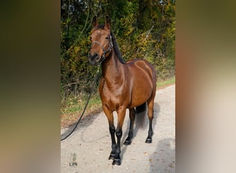 Mezzosangue Arabo, Giumenta, 15 Anni, 146 cm, Baio