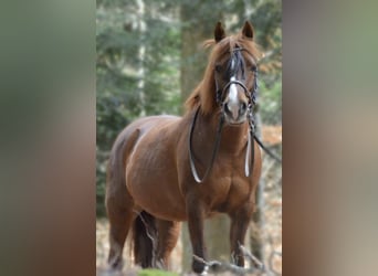 Mezzosangue Arabo Mix, Giumenta, 19 Anni, 140 cm, Sauro