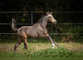 Mezzosangue Arabo, Giumenta, 1 Anno, 153 cm, Pelle di daino