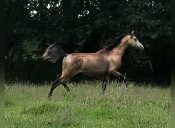 Mezzosangue Arabo, Giumenta, 2 Anni, 153 cm, Pelle di daino