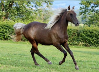 Mezzosangue Arabo, Giumenta, 2 Anni, 154 cm, Morello