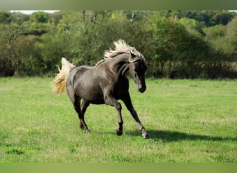 Mezzosangue Arabo, Giumenta, 2 Anni, 154 cm, Morello