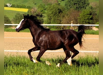 Mezzosangue Arabo, Giumenta, 2 Anni, 155 cm, Morello