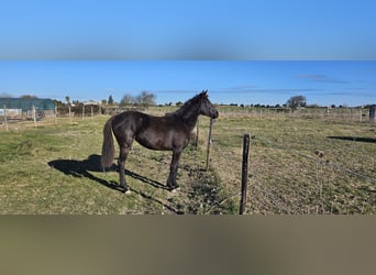 Mezzosangue Arabo, Giumenta, 2 Anni, 155 cm, Morello