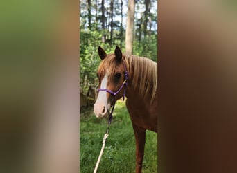 Mezzosangue Arabo, Giumenta, 2 Anni, Sauro