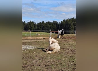 Mezzosangue Arabo, Giumenta, 3 Anni, 150 cm, Palomino