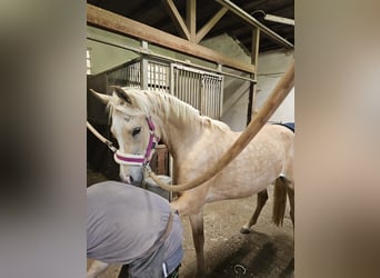 Mezzosangue Arabo, Giumenta, 3 Anni, 155 cm, Palomino