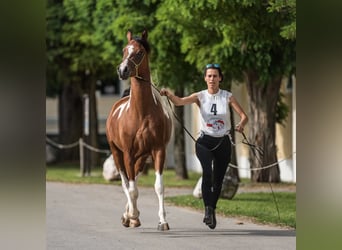 Mezzosangue Arabo, Giumenta, 4 Anni, 155 cm, Tobiano-tutti i colori