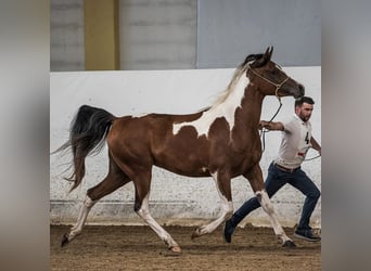 Mezzosangue Arabo, Giumenta, 4 Anni, 155 cm, Tobiano-tutti i colori