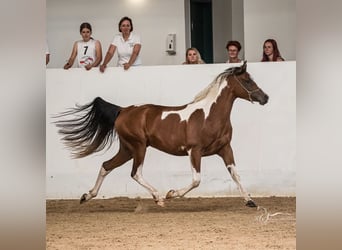 Mezzosangue Arabo, Giumenta, 4 Anni, 155 cm, Tobiano-tutti i colori