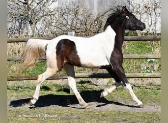 Mezzosangue Arabo, Giumenta, 4 Anni, 158 cm, Tobiano-tutti i colori