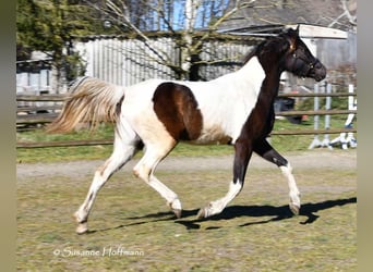 Mezzosangue Arabo, Giumenta, 4 Anni, 158 cm, Tobiano-tutti i colori