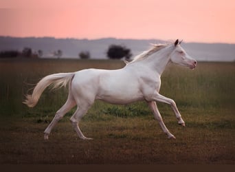 Mezzosangue Arabo, Giumenta, 4 Anni, 160 cm, Cremello